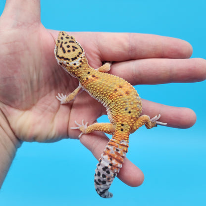 Male Mandarin Inferno Tangerine Bold Emerine Possible White & Yellow Leopard Gecko