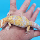 Male Mandarin Inferno Tangerine Bold Tremper Albino White & Yellow Halloween Mask Leopard Gecko