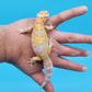 Male Mandarin Inferno Tangerine Bold Tremper Albino White & Yellow Halloween Mask Leopard Gecko