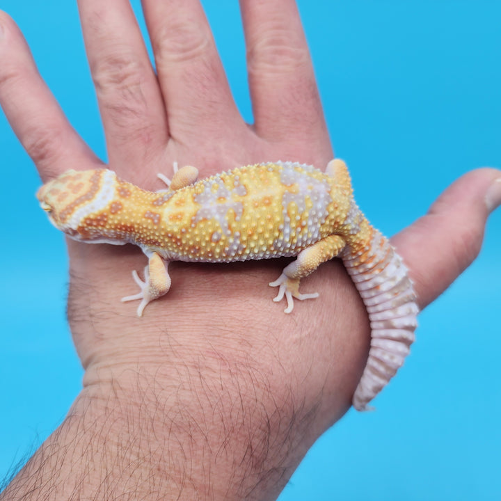 Halloween Mask Leopard Geckos – Geeky Gecko Creations