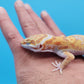 Male Mandarin Inferno Tangerine Bold Tremper Albino White & Yellow Halloween Mask Leopard Gecko