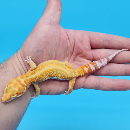 Male Inferno Tangerine Bold Tremper Albino White & Yellow Leopard Gecko