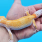Male Mandarin Inferno Tangerine Bold White & Yellow Leopard Gecko