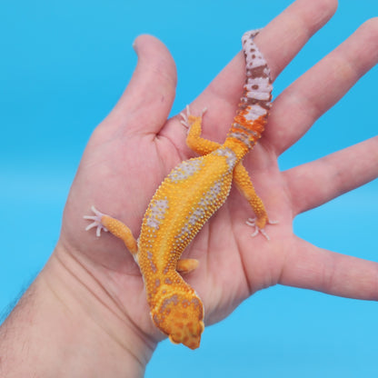 Male Mandarin Inferno Tangerine Bold Tremper Albino Red Stripe Possible White & Yellow Leopard Gecko