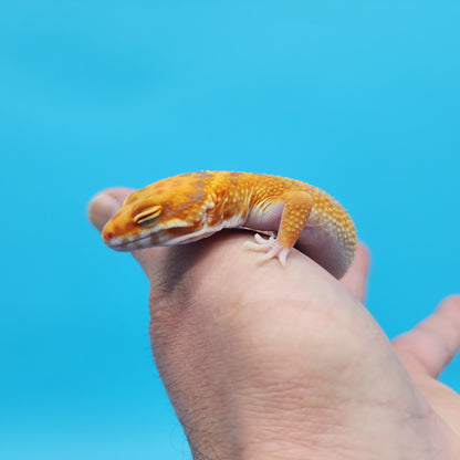 Male Mandarin Inferno Tangerine Bold Tremper Albino Red Stripe Possible White & Yellow Leopard Gecko