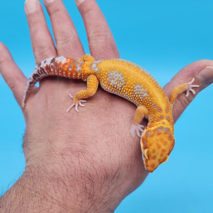 Male Mandarin Inferno Tangerine Bold Tremper Albino Red Stripe Possible White & Yellow Leopard Gecko