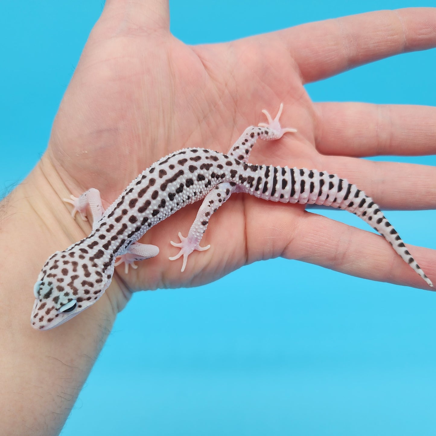 Male FREEZE Project Fasciolatus (50%) Super Snow Leopard Gecko