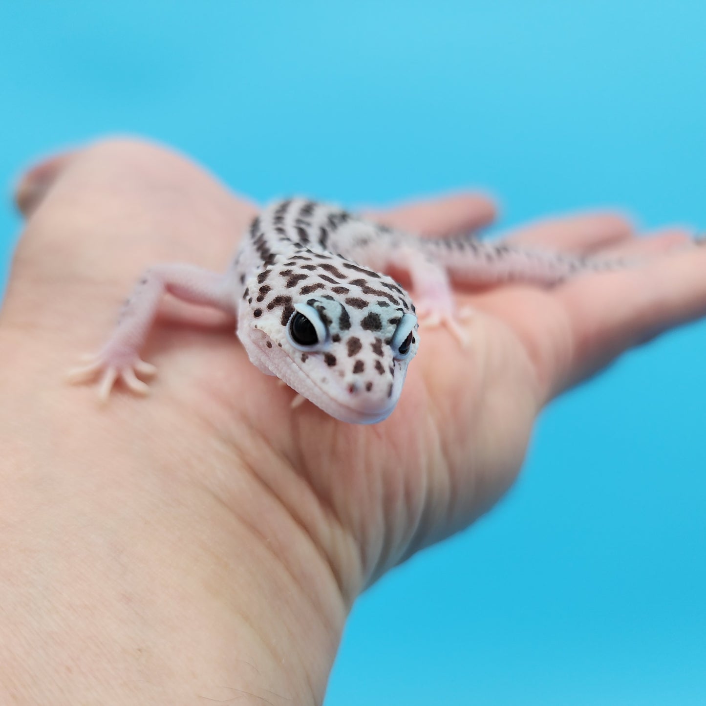 Male FREEZE Project Fasciolatus (50%) Super Snow Leopard Gecko