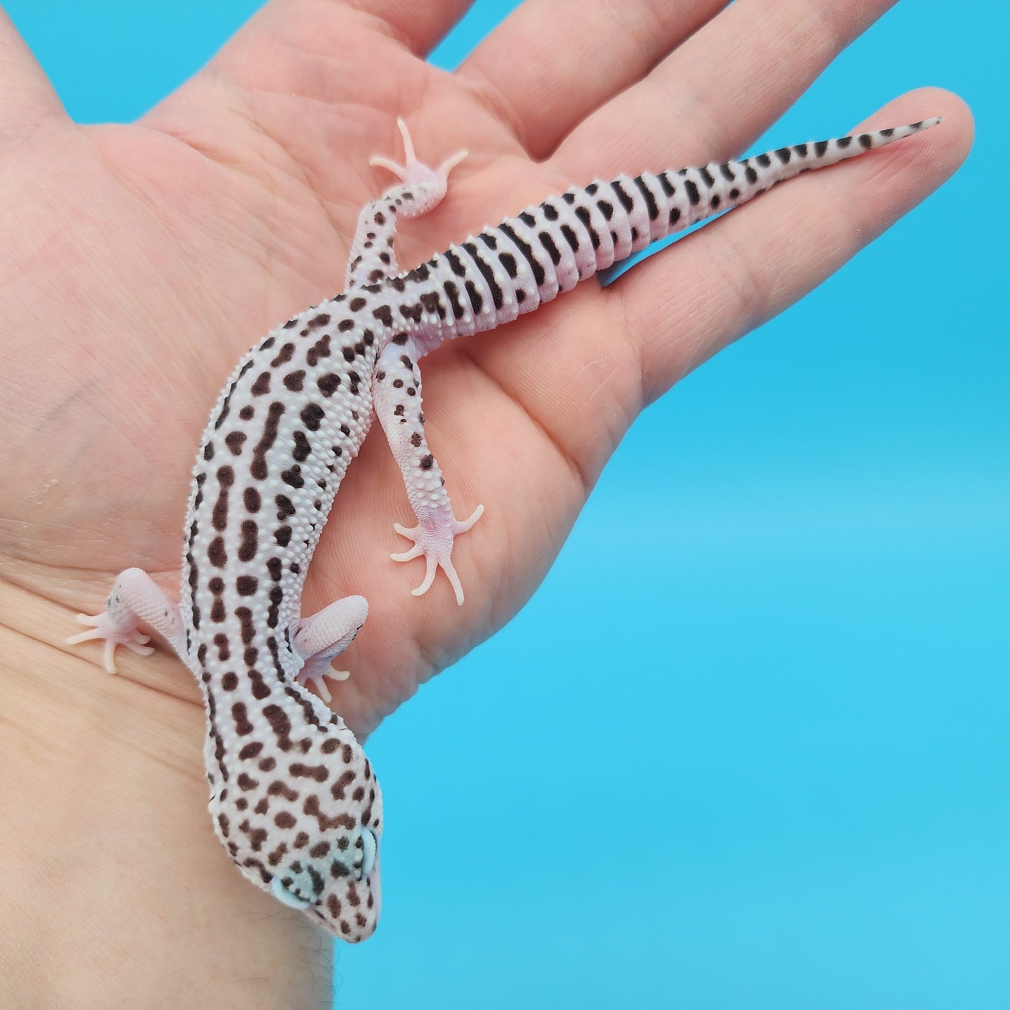 Male FREEZE Project Fasciolatus (50%) Super Snow Leopard Gecko