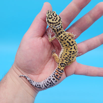 Male Mandarin Inferno Afghanicus Turcmenicus Leopard Gecko (Special!)