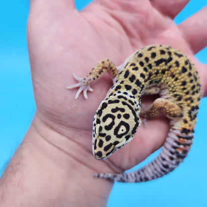 Male Mandarin Inferno Afghanicus Turcmenicus Leopard Gecko (Special!)