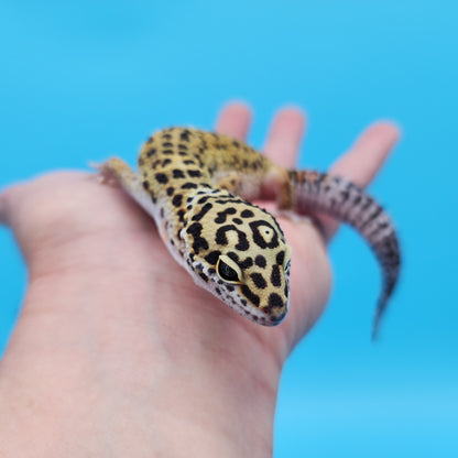 Male Mandarin Inferno Afghanicus Turcmenicus Leopard Gecko (Special!)