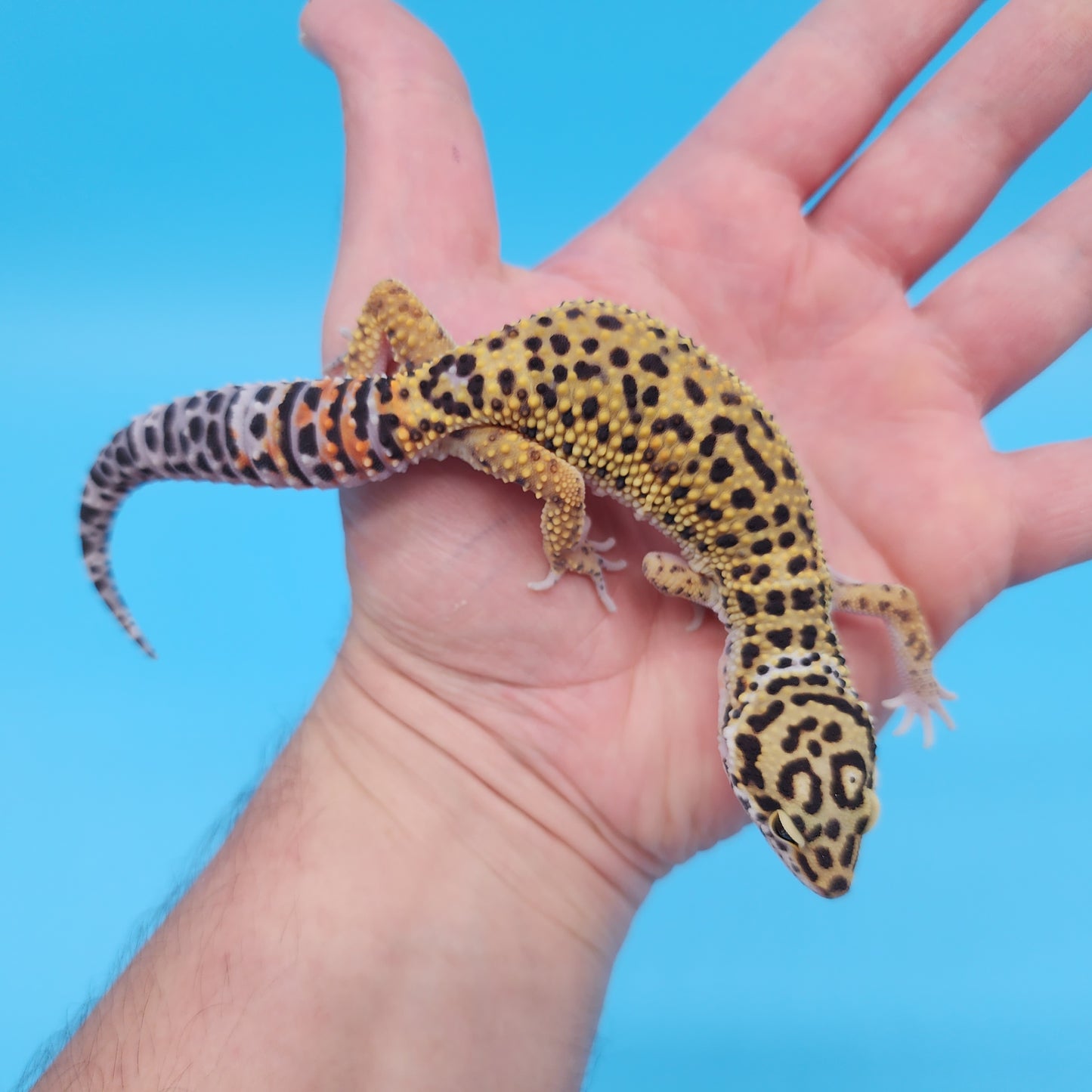 Male Mandarin Inferno Afghanicus Turcmenicus Leopard Gecko (Special!)