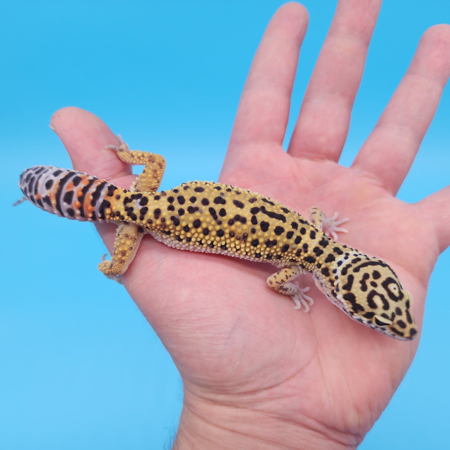 Male Mandarin Inferno Afghanicus Turcmenicus Leopard Gecko (Special!)