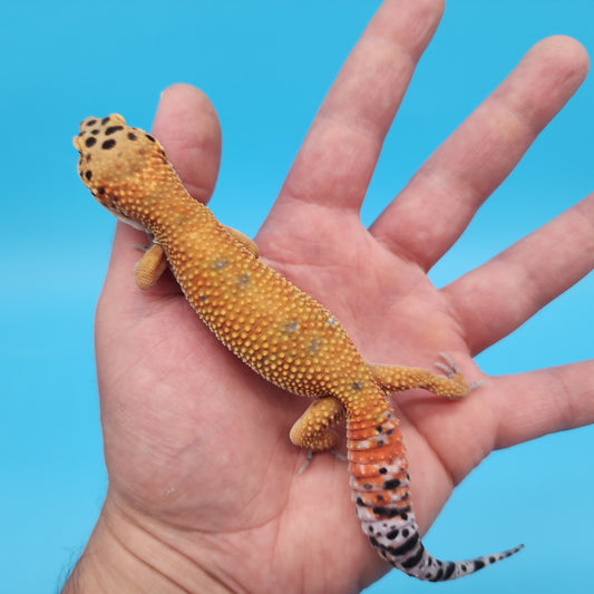 Male Mandarin Inferno Tangerine Bold Emerine Leopard Gecko