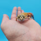 Male Mandarin Inferno Tangerine Bold Emerine Leopard Gecko