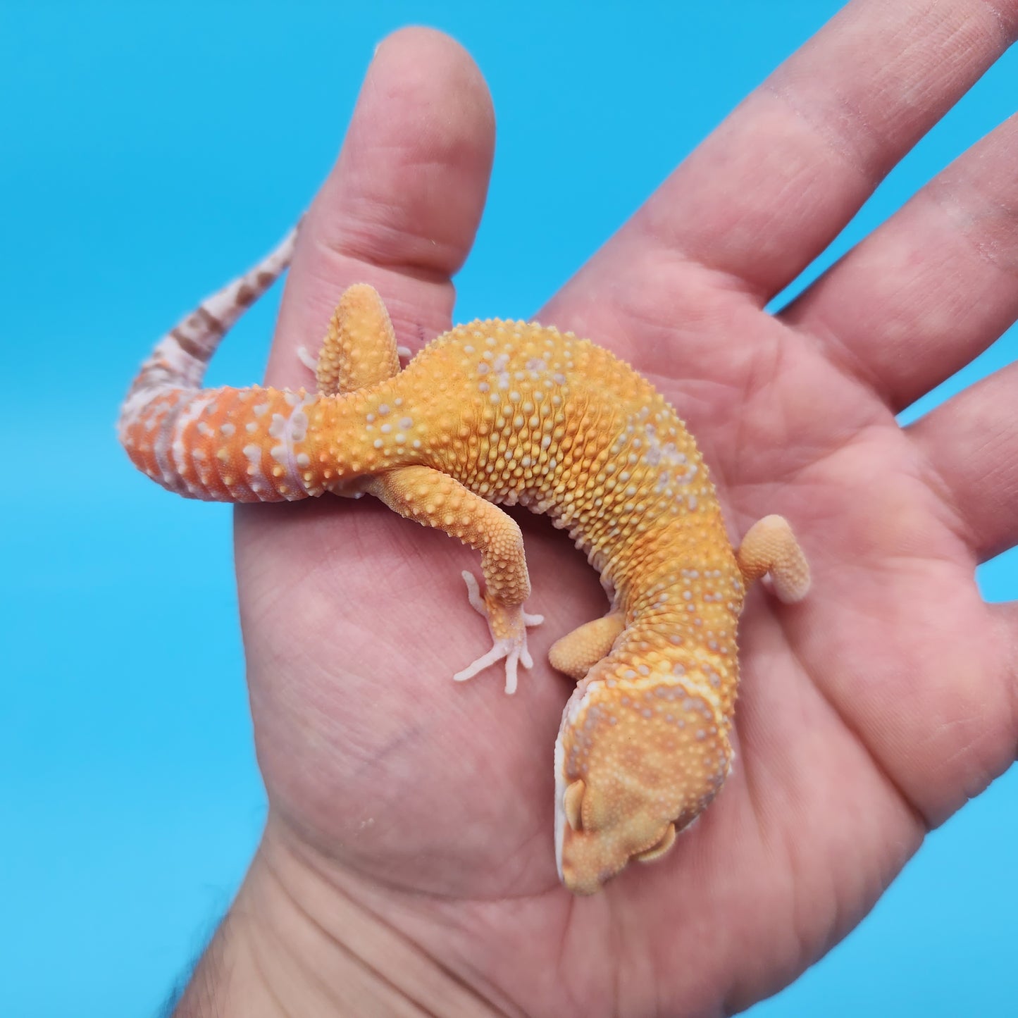 Male Mandarin Inferno Tangerine Bold Tremper Albino Leopard Gecko