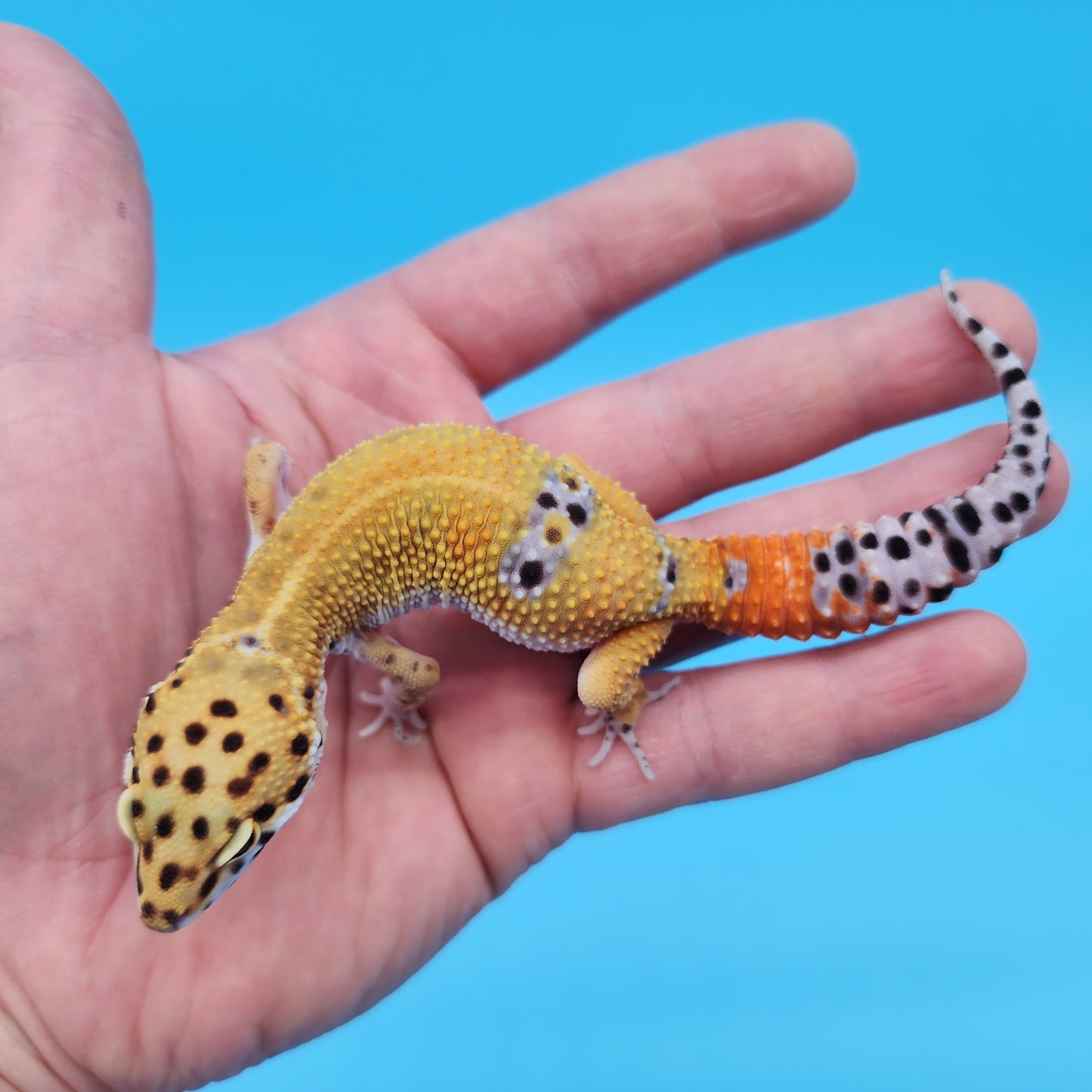 Male Mandarin Inferno Tangerine 100% Het Tremper Albino Leopard Gecko