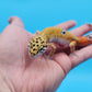 Male Mandarin Inferno Tangerine 100% Het Tremper Albino Leopard Gecko