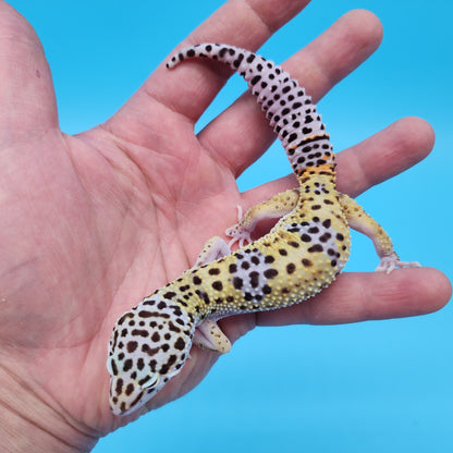 Male Fasciolatus (50%) Clown (50%) Cross Leopard Gecko