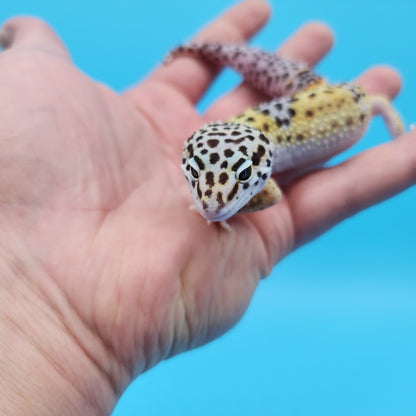 Male Fasciolatus (50%) Clown (50%) Cross Leopard Gecko