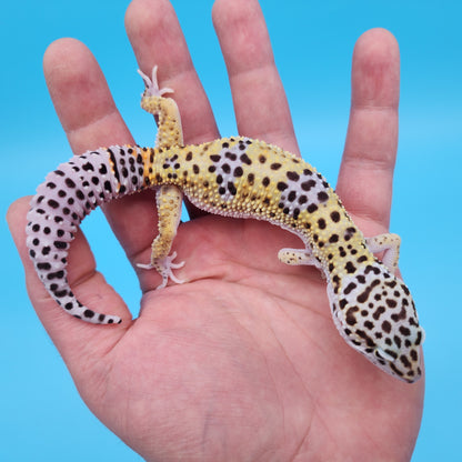 Male Fasciolatus (50%) Clown (50%) Cross Leopard Gecko