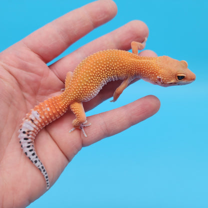 Male Mandarin Inferno Tangerine Super Hypo Baldy Leopard Gecko