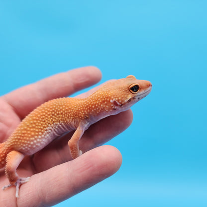 Male Mandarin Inferno Tangerine Super Hypo Baldy Leopard Gecko