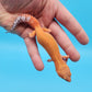 Male Mandarin Inferno Tangerine Super Hypo Baldy Leopard Gecko