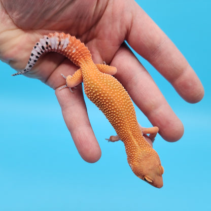 Male Mandarin Inferno Tangerine Super Hypo Baldy Leopard Gecko