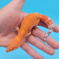 Male Mandarin Inferno Tangerine Super Hypo Baldy Leopard Gecko (AMAZING color in person!)