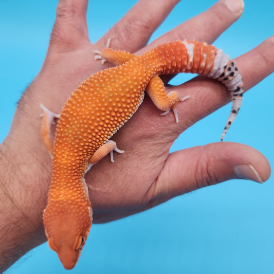 Male Mandarin Inferno Tangerine Super Hypo Baldy Leopard Gecko (AMAZING color in person!)
