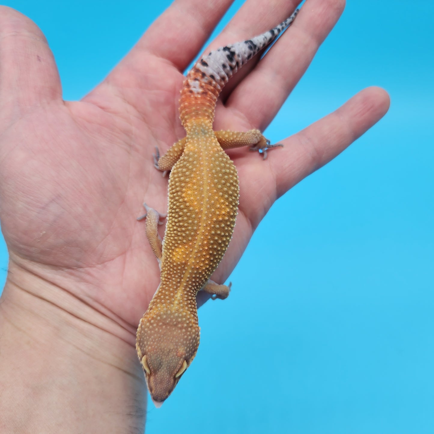Female Mandarin Inferno Tangerine Bold Jungle Leopard Gecko (Dirty Tang)