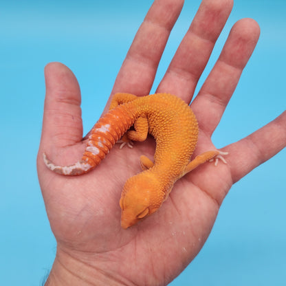 Female Mandarin Inferno Tangerine Tremper Albino Super Hypo Leopard Gecko (Beautiful Gecko)