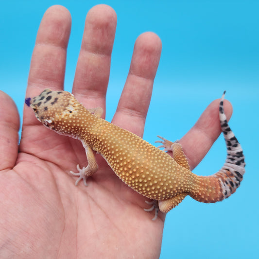 Male Mandarin Tangerine Turcmenicus Super Hypo Leopard Gecko