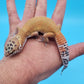 Male Mandarin Tangerine Turcmenicus Super Hypo Leopard Gecko