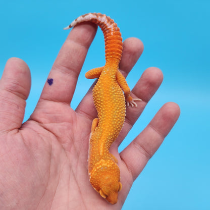Male Mandarin Inferno Tangerine Tremper Albino Red Stripe Leopard Gecko