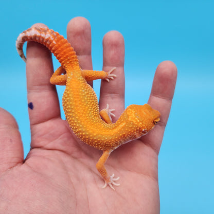 Male Mandarin Inferno Tangerine Tremper Albino Red Stripe Leopard Gecko