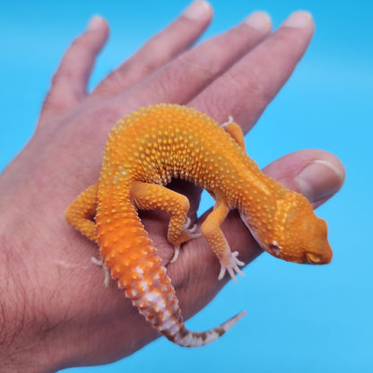 Male Mandarin Inferno Tangerine Tremper Albino Red Stripe Leopard Gecko
