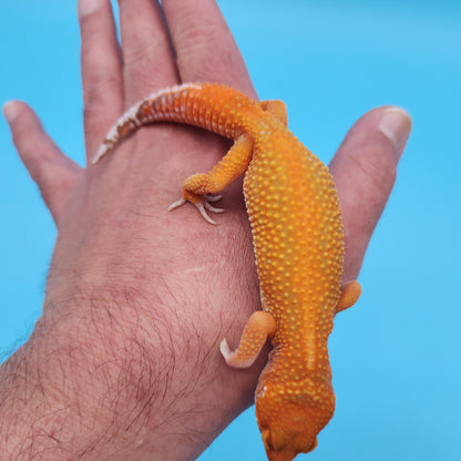 Male Mandarin Inferno Tangerine Tremper Albino Red Stripe Leopard Gecko
