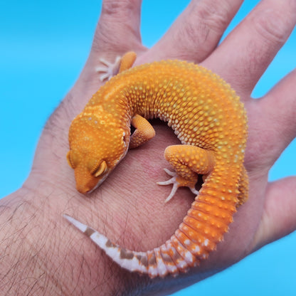 Male Mandarin Inferno Tangerine Tremper Albino Red Stripe Leopard Gecko