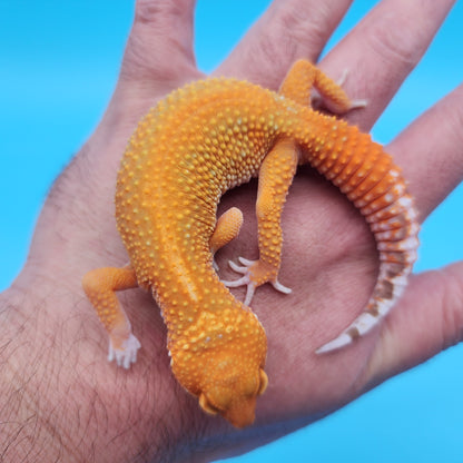 Male Mandarin Inferno Tangerine Tremper Albino Red Stripe Leopard Gecko