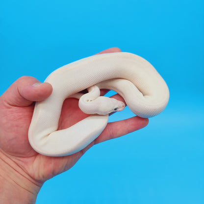 Male Blue Eye Lucy