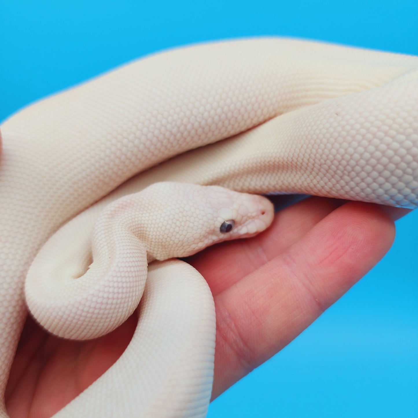 Male Blue Eye Lucy