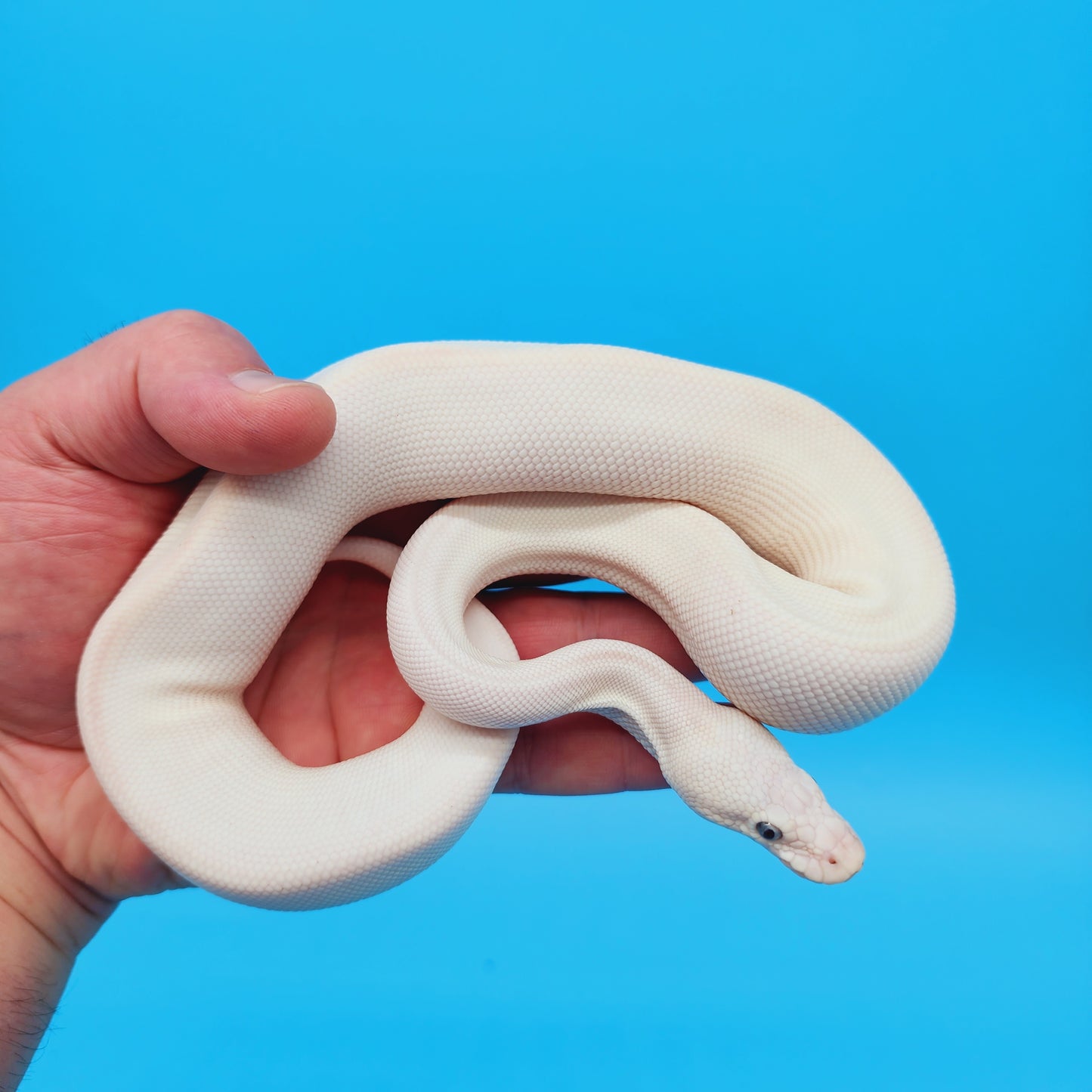Male Blue Eye Lucy