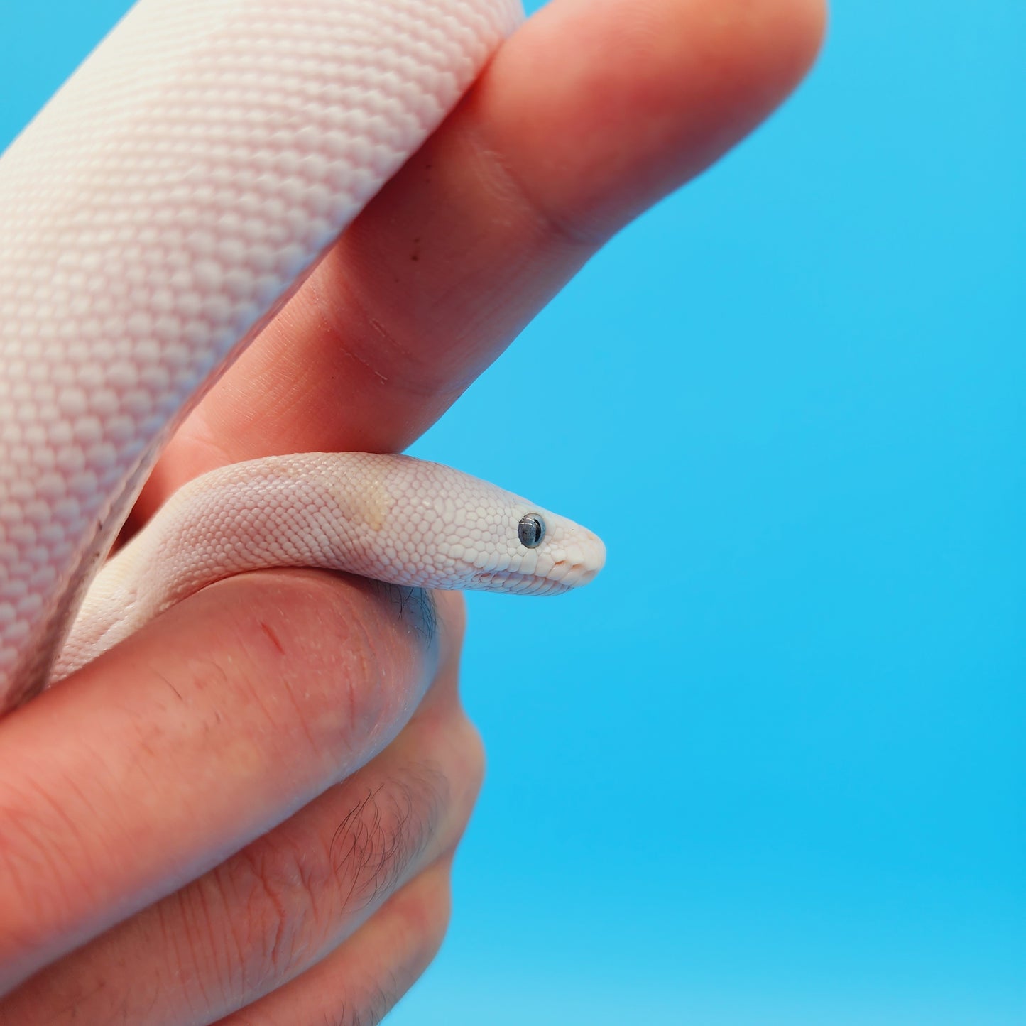 Male Blue Eye Lucy