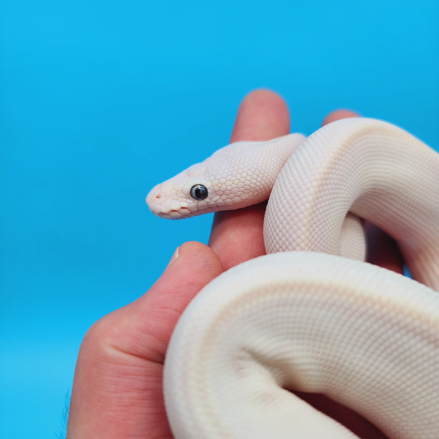 Male Blue Eye Lucy