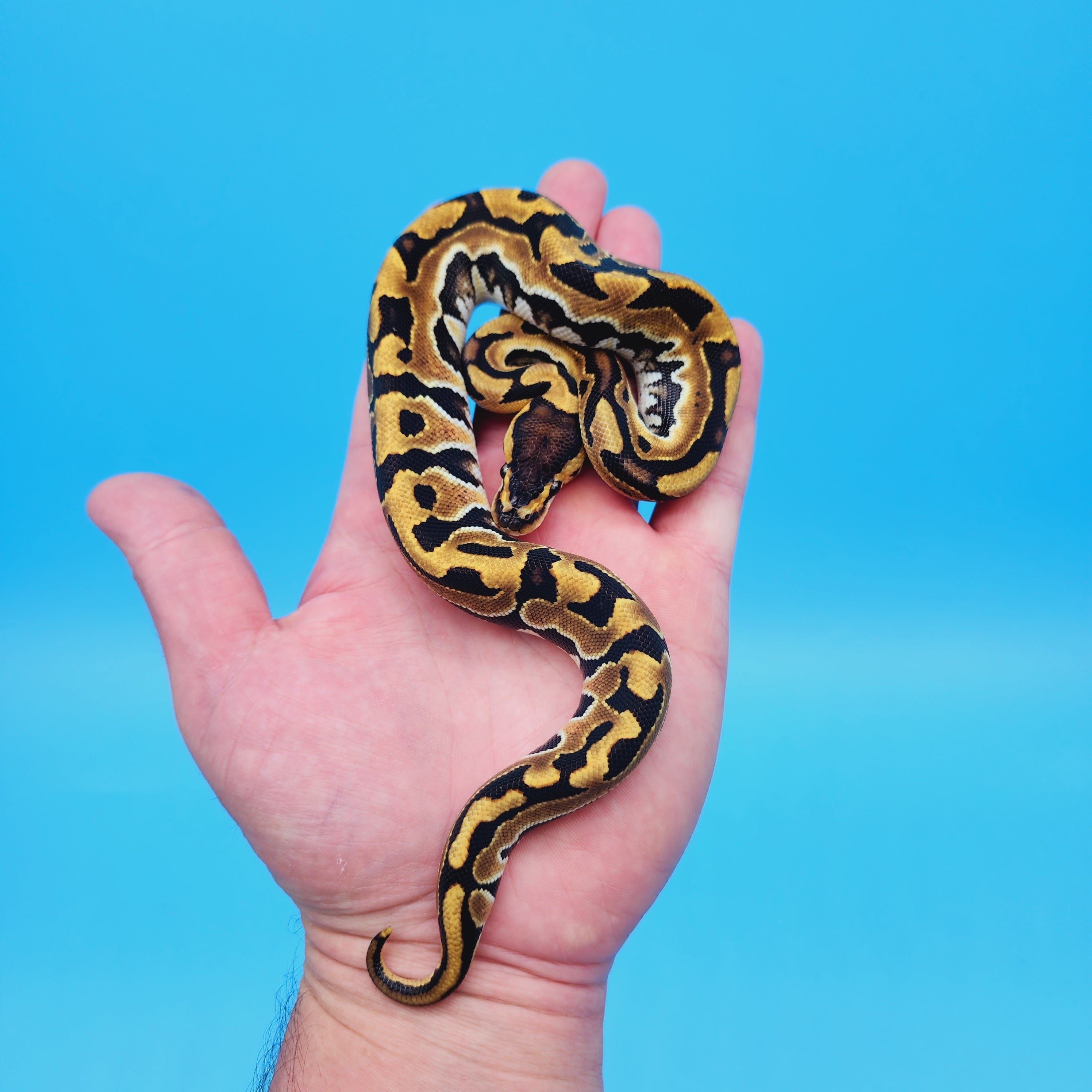 Female Ball Python Female Ball Pythons for Sale – Frank Cuzzolina