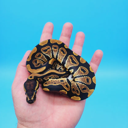Male Yellow Belly 100% Het Puzzle