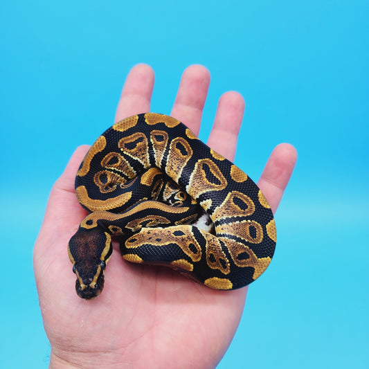 Male Yellow Belly 100% Het Puzzle